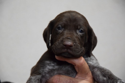 Les chiots de Braque allemand à poil court
