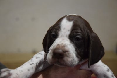 Les chiots de Braque français, type Pyrenees (petite taille)