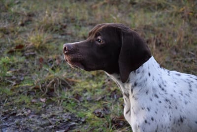 Les chiots de Braque français, type Pyrenees (petite taille)