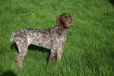 Les chiots de Braque français, type Pyrenees (petite taille)