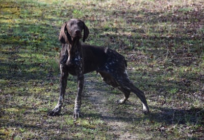 AUSTIN - Braque allemand à poil court