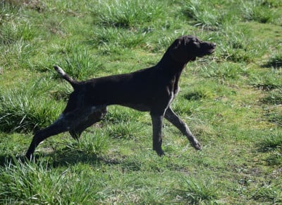 APPLE - Braque allemand à poil court