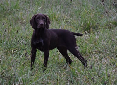 Les chiots de Braque allemand à poil court