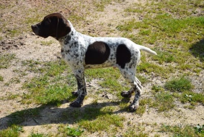 Les chiots de Braque français, type Pyrenees (petite taille)