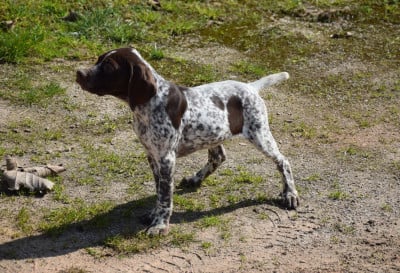 Les chiots de Braque français, type Pyrenees (petite taille)