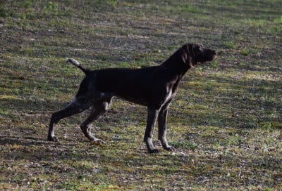 Les chiots de Braque allemand à poil court