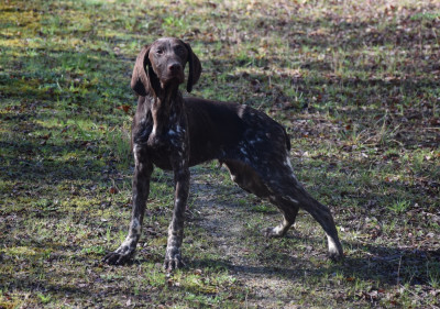 Les chiots de Braque allemand à poil court
