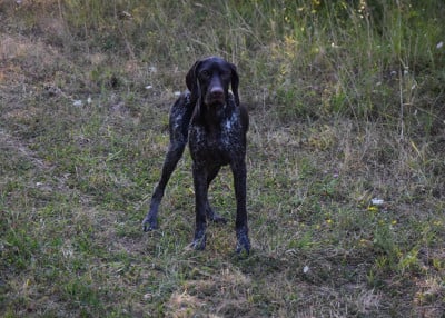Les chiots de Braque allemand à poil court