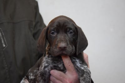 Les chiots de Braque allemand à poil court