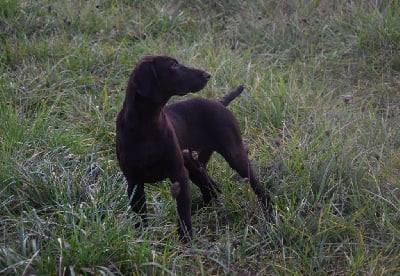 Les chiots de Braque allemand à poil court
