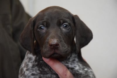 Les chiots de Braque allemand à poil court