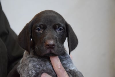 Les chiots de Braque allemand à poil court