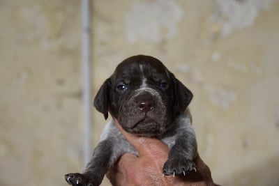 Les chiots de Braque français, type Pyrenees (petite taille)