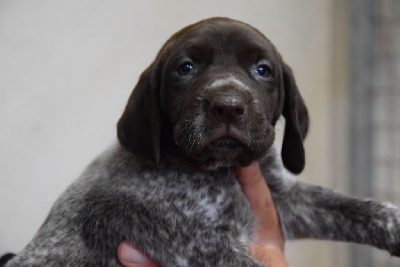 Les chiots de Braque allemand à poil court