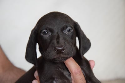 Les chiots de Braque allemand à poil court