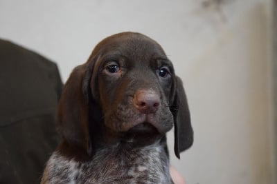 Les chiots de Braque allemand à poil court