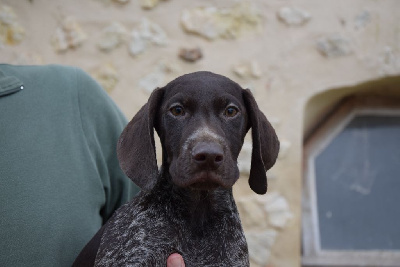 Les chiots de Braque allemand à poil court