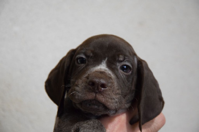 Les chiots de Braque français, type Pyrenees (petite taille)