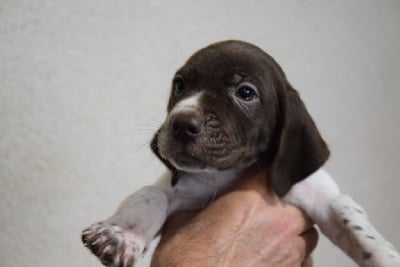Les chiots de Braque français, type Pyrenees (petite taille)