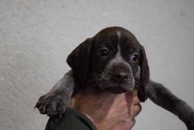 Les chiots de Braque français, type Pyrenees (petite taille)