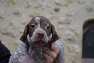 Les chiots de Braque français, type Pyrenees (petite taille)