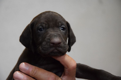 Les chiots de Braque allemand à poil court