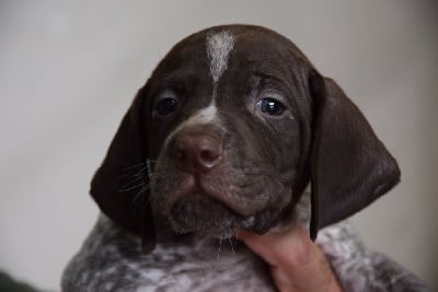 Les chiots de Braque français, type Pyrenees (petite taille)