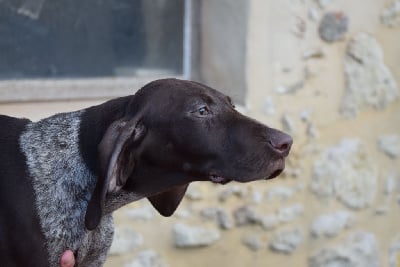 Les chiots de Braque allemand à poil court