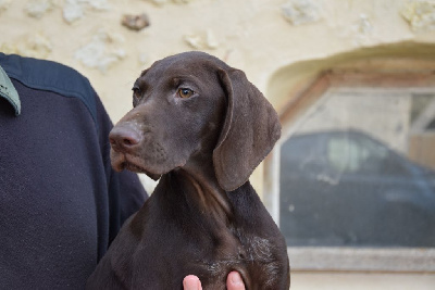 Les chiots de Braque allemand à poil court