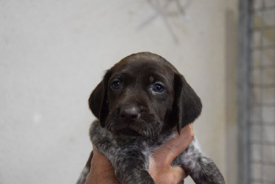 Les chiots de Braque allemand à poil court