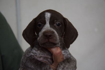 Les chiots de Braque français, type Pyrenees (petite taille)