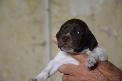 Les chiots de Braque français, type Pyrenees (petite taille)