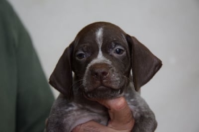 Les chiots de Braque français, type Pyrenees (petite taille)