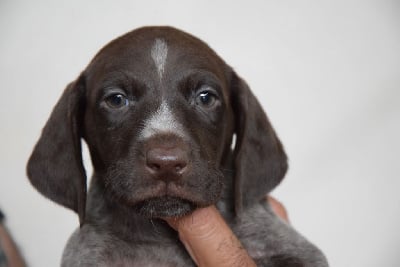 Les chiots de Braque allemand à poil court