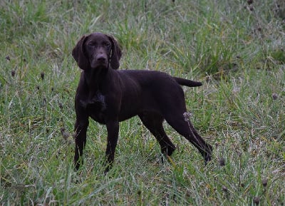 Les chiots de Braque allemand à poil court