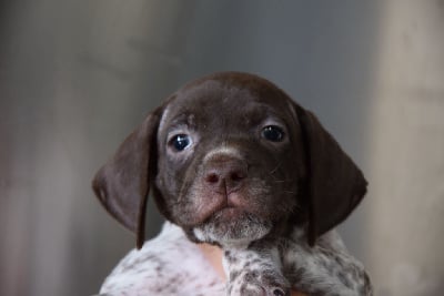 Les chiots de Braque français, type Pyrenees (petite taille)