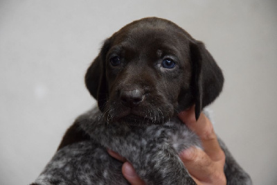 Les chiots de Braque allemand à poil court