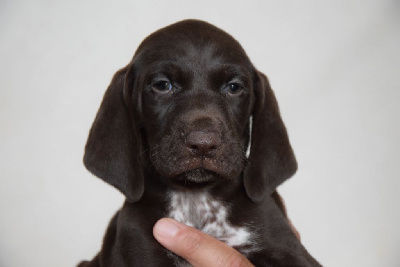 Les chiots de Braque allemand à poil court