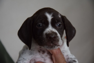 Les chiots de Braque français, type Pyrenees (petite taille)