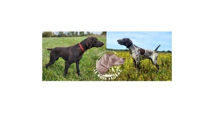 Les chiots de Braque allemand à poil court