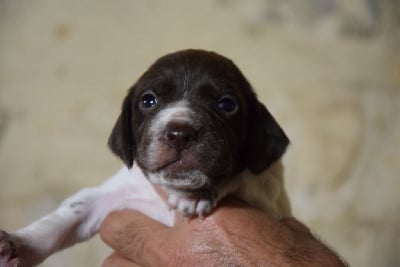 Les chiots de Braque français, type Pyrenees (petite taille)