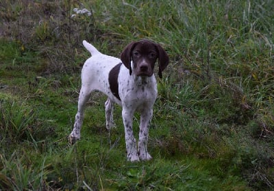 Les chiots de Braque français, type Pyrenees (petite taille)