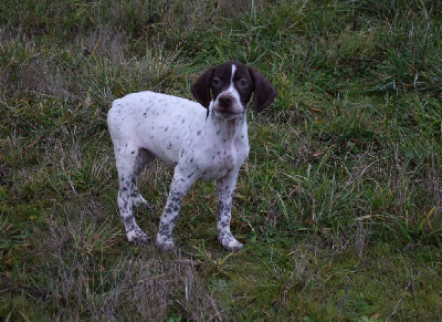 Les chiots de Braque français, type Pyrenees (petite taille)