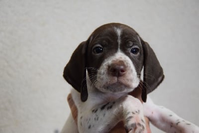 Les chiots de Braque français, type Pyrenees (petite taille)