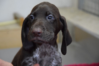Les chiots de Braque allemand à poil court