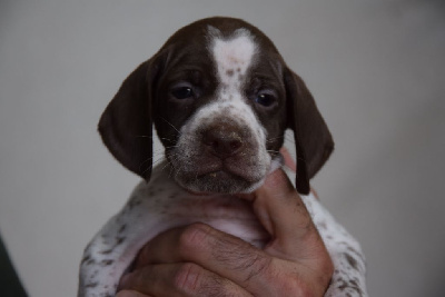 Les chiots de Braque français, type Pyrenees (petite taille)