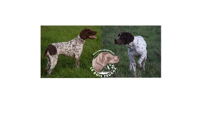 Braque français, type Pyrenees (petite taille)