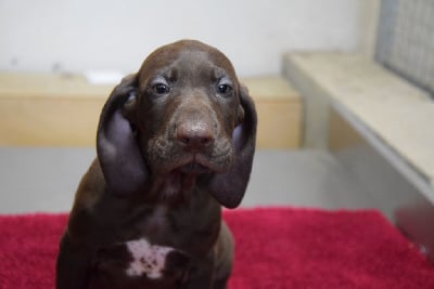 Les chiots de Braque allemand à poil court