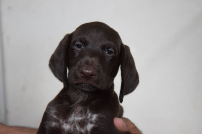 Les chiots de Braque allemand à poil court