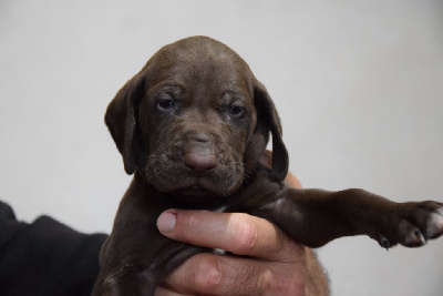 Les chiots de Braque allemand à poil court